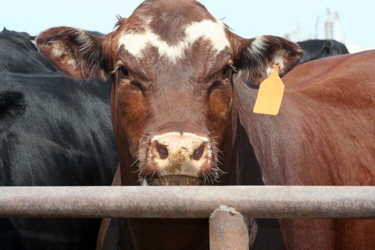 FL Steer
